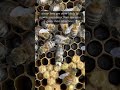 Check out this white eyed drone (male) honey bee