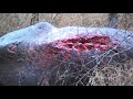 Lion attack Hippo next day