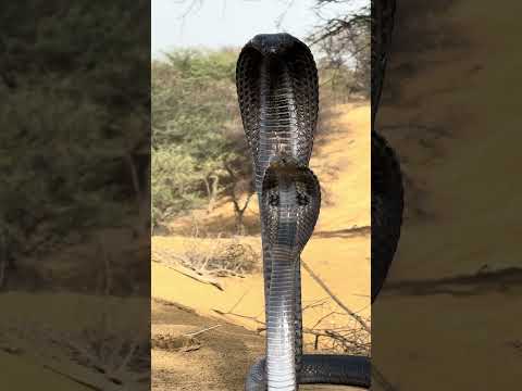 नाग-नागिन का खतरनाक जोड़ा 😱😱😱#snake #rescue #viral #viralreels