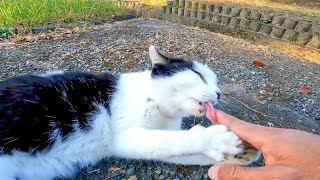 撫でようとする私の手を抱きかかえてペロペロ舐める野良猫が可愛過ぎる