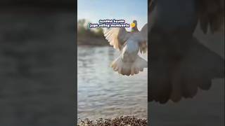 sesama saling menolong🌻🥰 #viral #tolongmenolong #hewancerdas #fypシ゚viral #shortbaru #trendingshorts
