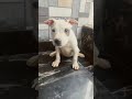 please don't leave sub🙏#dog #dogshorts #pitbull #animals #funny #memes #reaction #usa #viral #comedy