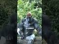 Ref:MvaBvxhh070 L'incroyable puissance des gorilles, les rois de la jungle ! #gorille #singe #sauvage