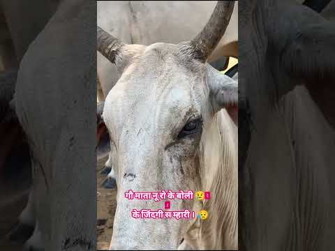 जय श्री राम जय गौमाता की #jayshreeram #cow #funny #funny #funny #funny #जय श्रीराम