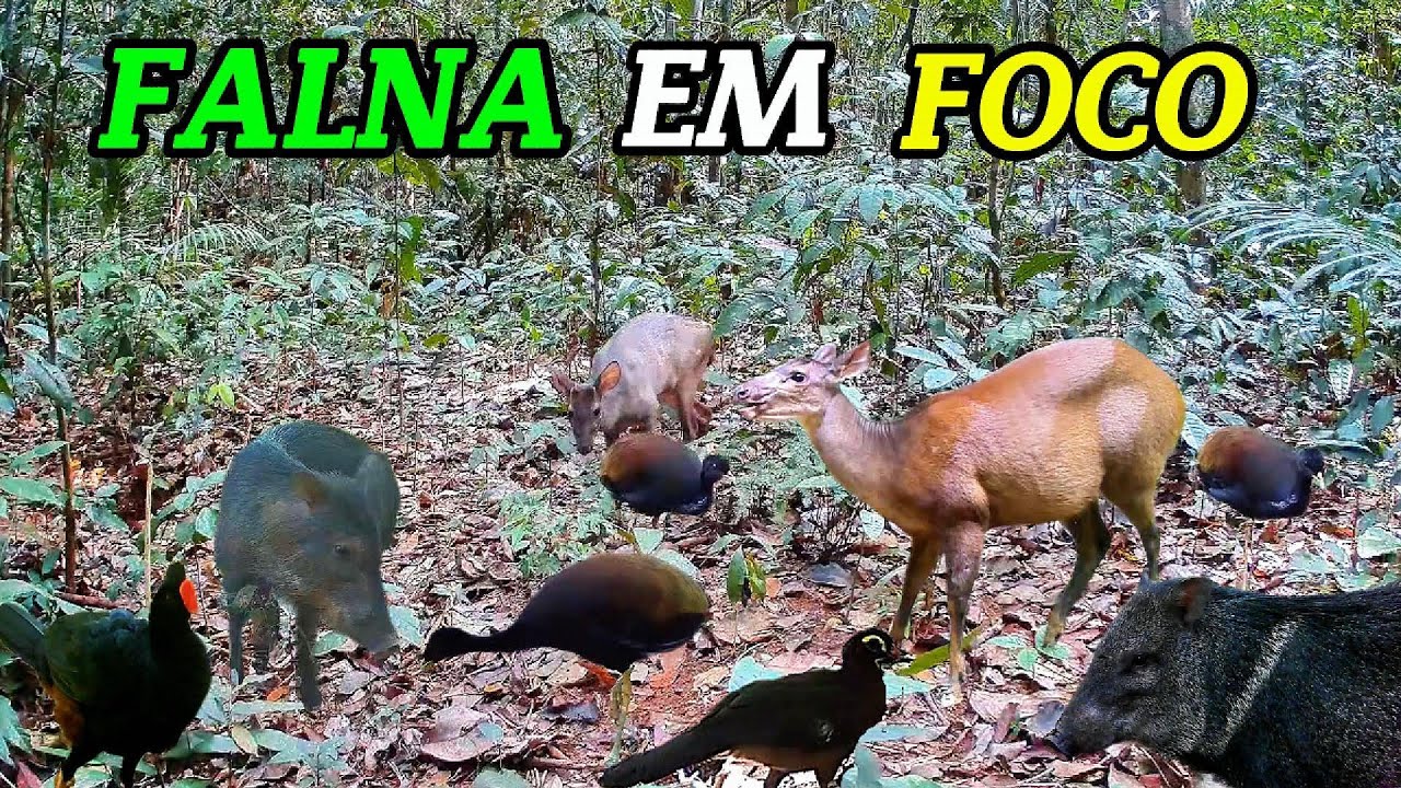 REGISTREI uma grande  DIVERSIDADE de animais e aves de nossa fauna.#animals