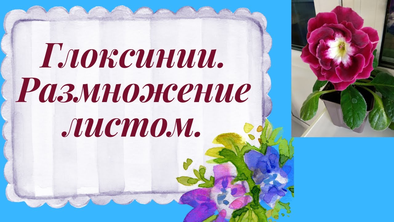 Глоксиния. Размножение листом. Когда нужно удалять пасынки.