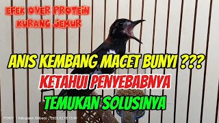 Macet Bunyi Pada Anis Kembang, Penyebab dan Solusinya Khususnya Kasus Kelebihan Protein