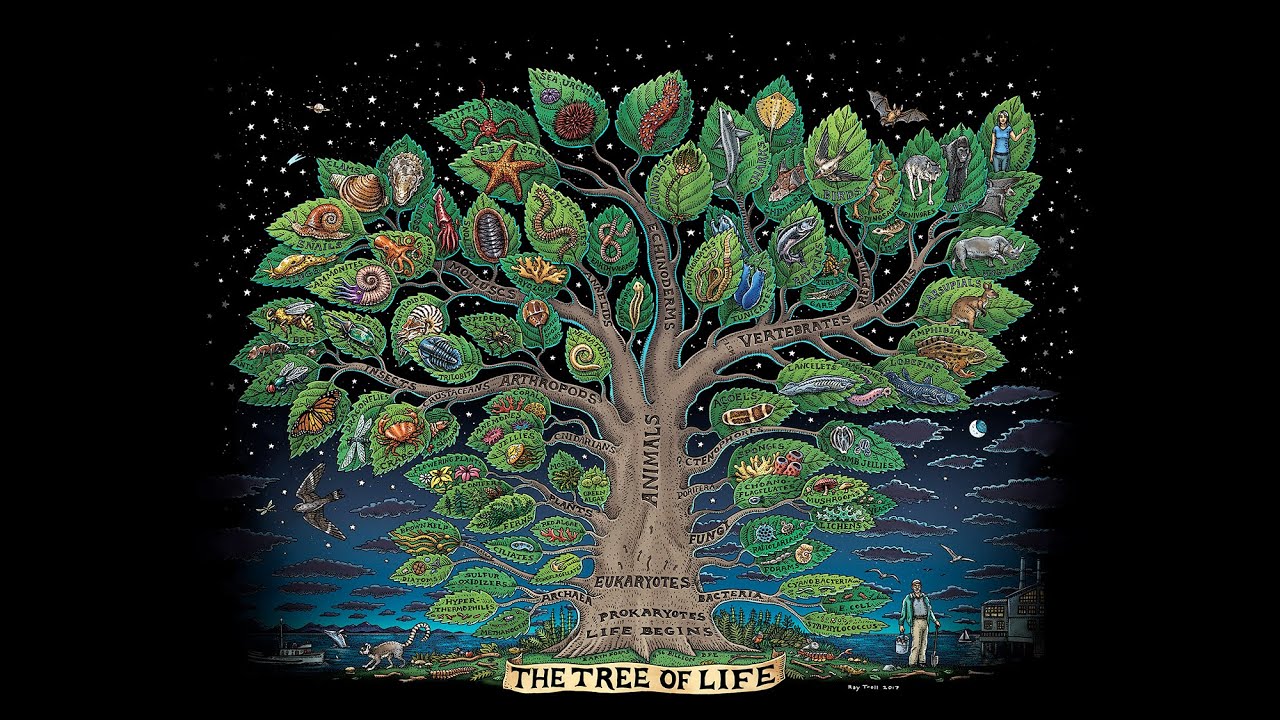 Ком дерево жизни. Дерево жизни. Дерево жизни рисунок. Картина дерево жизни. Дерево жизни в высоком разрешении.