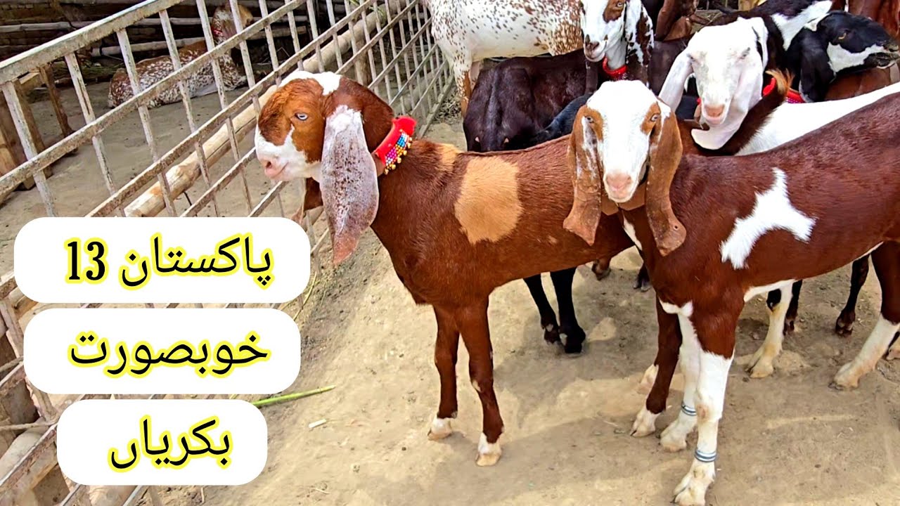 Pakistan R Sabir Pakistan Sabir goat farm 4 July 2024 Pakistan ki Har nasl 03466768177 ...