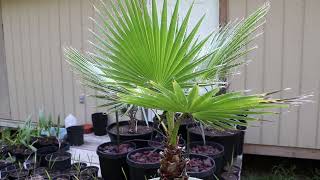 The Story Behind My 25Year Old Potted Washingtonia Robusta (Mexican Fan Palm)