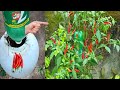 recycle plastic bottles for growing hot pepper plants hanging upside down