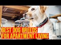 Best Dog Breeds For Apartment Living/Small Spaces// Amazing Dogs