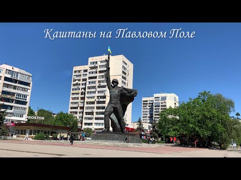 Каштаны на Павловом