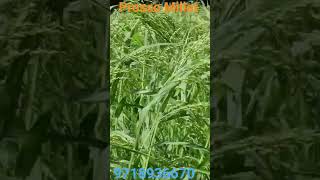 Prosso Millet, Chena Seed Farming