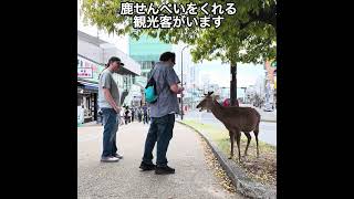 近鉄奈良駅近くまで来ている鹿さん #奈良公園 #deerpark #鹿