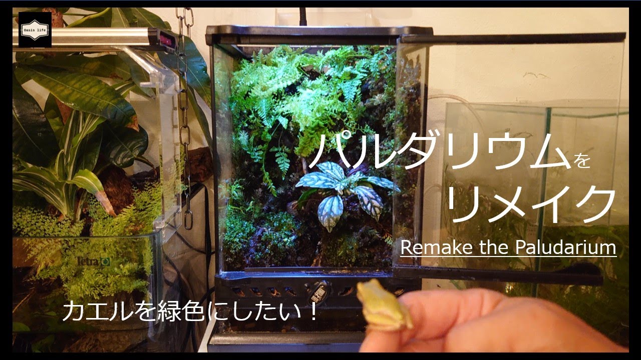 アクアリウム】湧き水の流れるパルダリウムをリメイク。植物をたくさん