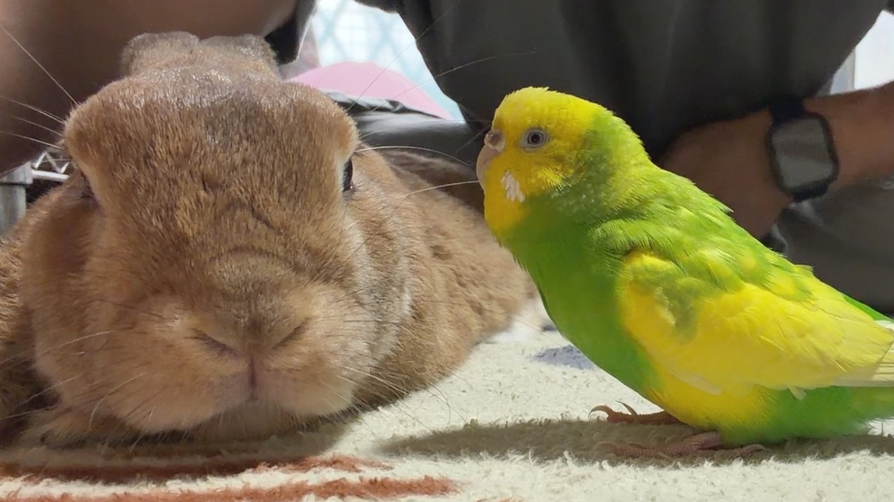 ちょっと威嚇しただけのウサギに、マシンガントークの説教で倍返しするセキセイインコ・・・　(No.2131)