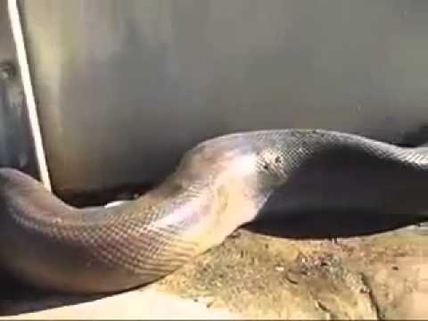 biggest anaconda in the world