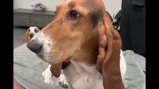 Basset hounds with their humans. by Las Niñas Chaparras 33 views 1 year ago 3 minutes, 21 seconds