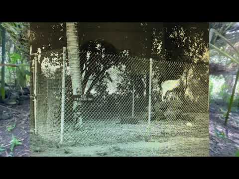 Wandering The Coco Palms 8 20 2021 HD 1080p