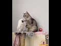 Cat &amp; bird cute bonding #cat #kitten #cutecat #shorts #shortvideo #adorable #funny #viral #pet #love