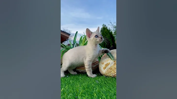 Video 8827421: bengalcat bengals cat kitten, bengal cat eyes, blue bengal kitten