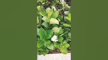 Hoa cẩm tú cầu đẹp quá nha