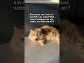 So can cat see me? #shorts #cat #funny