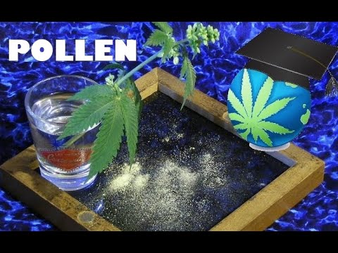 Video: Dessa Cannabisinfuserade Cocktailrecept är Värda Höga Fem