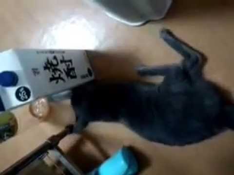 こけ助 よちよち歩く - YouTube