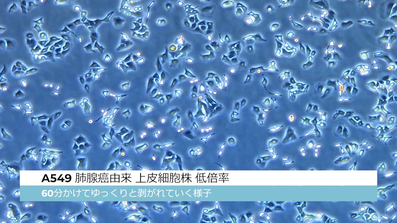 A549 （ヒト肺腺癌由来 上皮細胞株） 低倍率 －株式会社セルシード