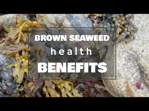 Zakaj so rjave morske alge dobre za vas?