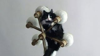 Cats Hanging From Random Objects 2014 Compilation [HD] by Funny Moments 3,942 views 9 years ago 3 minutes, 39 seconds