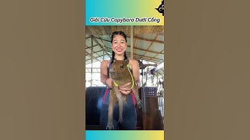 🐾 Chú Capybara Được Giải Cứu Kịp Thời #thúcưng #vậtnuôi #chómèohàihước #funny #pets #cat #cute