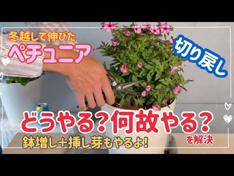 切り戻し ってなんでやるの どうやるの 冬越しに成功したペチュニアの切り戻し Youtube
