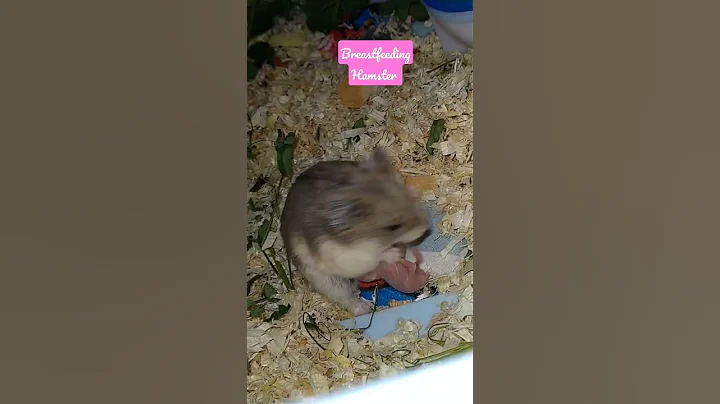 #breastfeeding #hamsters #newlyborn #babyhamster