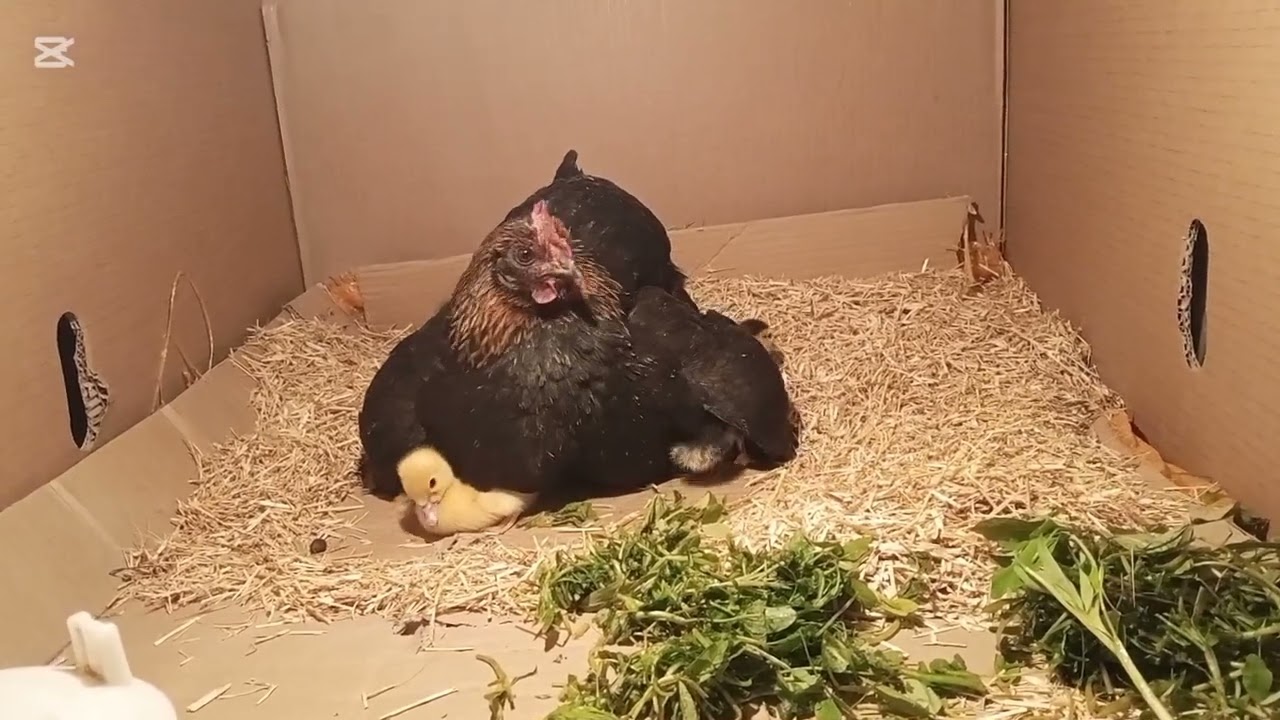 هەڵی هێنا😍 .