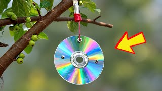 A 60-Year-Old Chinese Farmer’s Brilliant Idea: Hang a CD on a Tree and See What Happens! screenshot 4