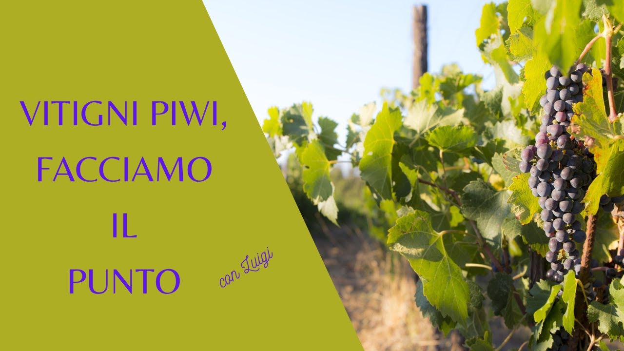 Vitigni Piwi, facciamo il punto