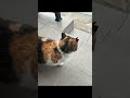新生活が始まってそうそう野良猫が家族になった#shorts