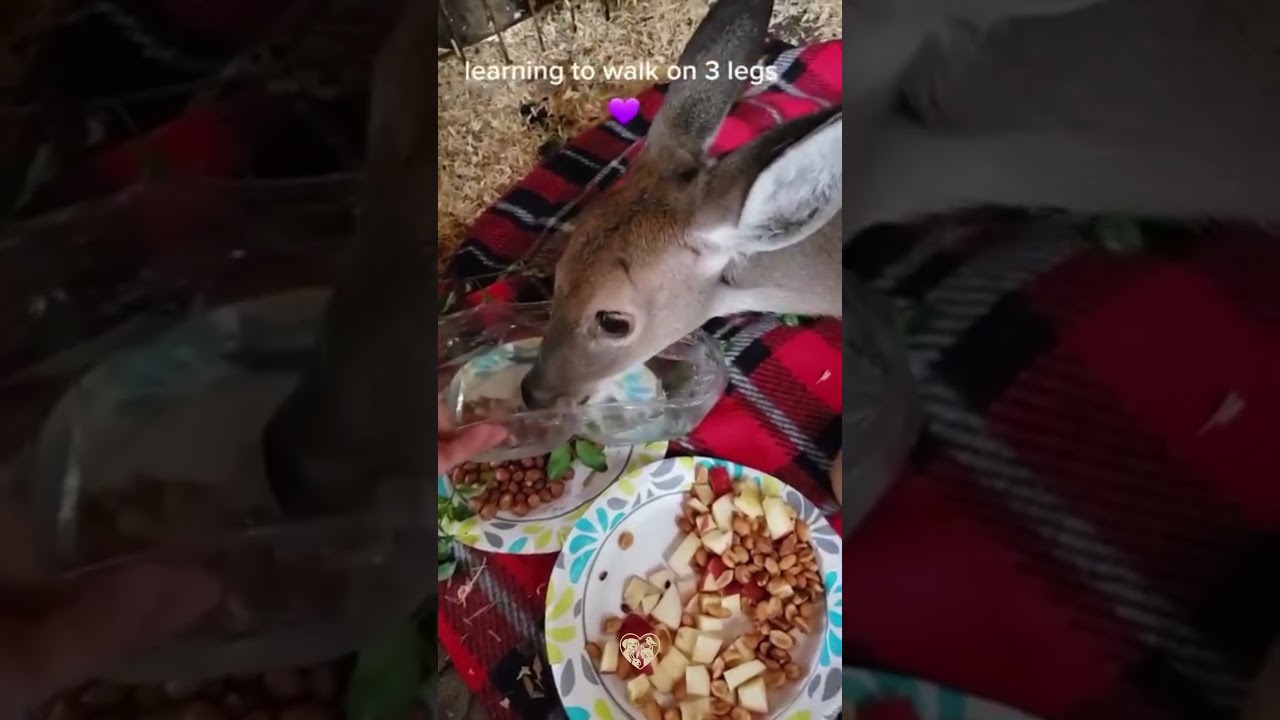 Rescue a poor deer…...