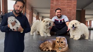 Cats And Dogs Ki Shipment A Gye, Scottisg Fold Cat, Russian Dogs, And All Dogs Breed In Pakistan