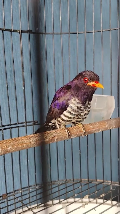 Burung kedasih ungu / violet #kedasih #masteranjuara