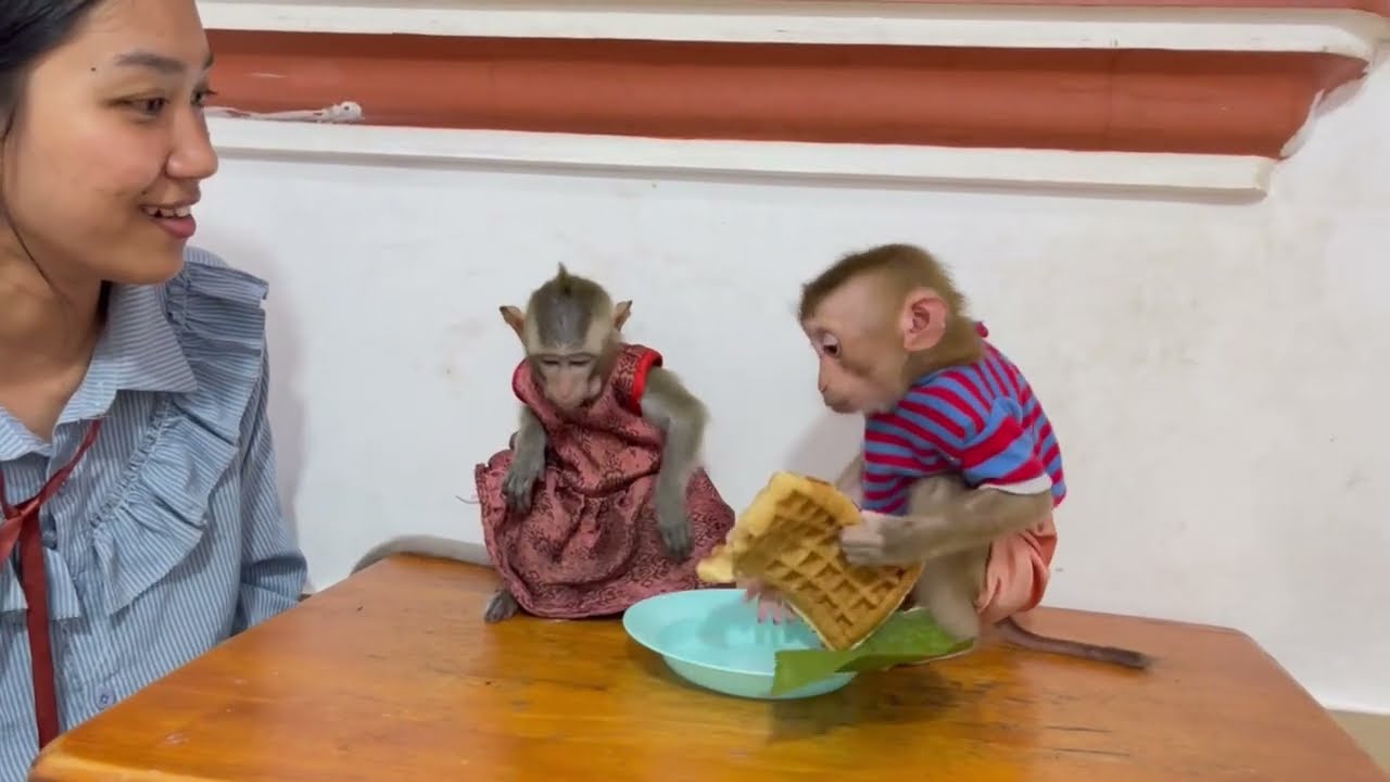 OH no..!! Super sister Jasmine not want to shear cake with Koy 