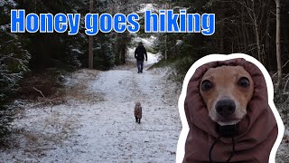 My dog goes on a winter hike wearing her snow suit and booties.