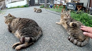Cats with the same pattern gather and relax in front of the store