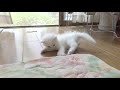 子猫のすいちゃん