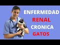  enfermedad renal en gatos todo lo que debes saber 