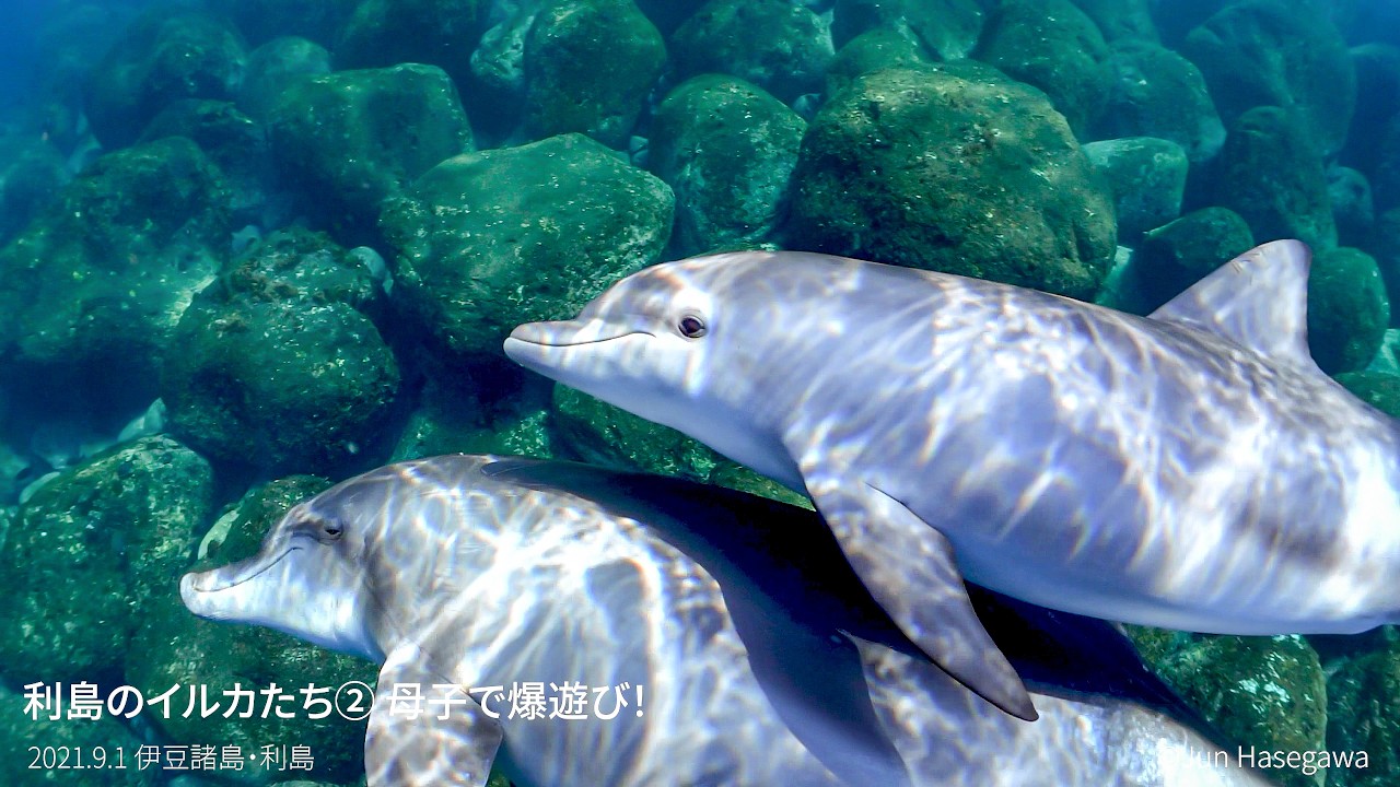 ドルフィンガイド潤さんのイルカ見聞録 2 利島のイルカ前編｜海の
