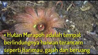 Save Merapoh